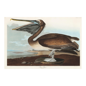 Brown Pelican, Vintage Art Print Reproduction From Birds of America by John James Audubon, 48″ × 32″