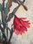 Arne Siegfried, Cactus en fleurs, Oil on Wood, Framed For Sale - Image 6 of 10