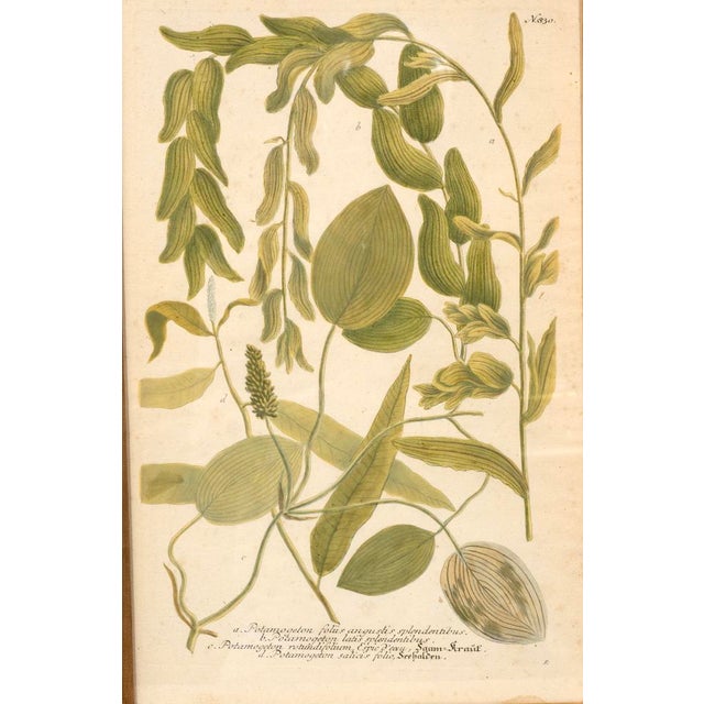 Set of Eight Framed Botanicals by J. Wilhelm Weinmann For Sale - Image 11 of 17