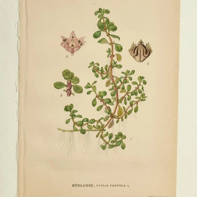 Antique Group of Nine Hand Colored Botanical Prints For Sale - Image 12 of 18