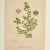 Antique Group of Nine Hand Colored Botanical Prints For Sale - Image 12 of 18