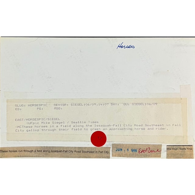 1982 black and white equestrian photograph of horses at Pickering Farms in Issaquah outside Seattle by Northwest...