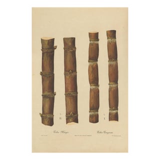 Sugarcane, 1892, Paper For Sale