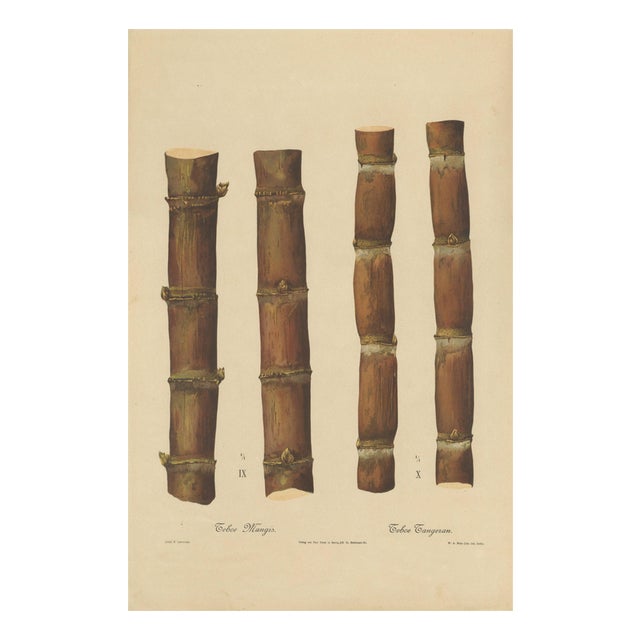 Sugarcane, 1892, Paper For Sale
