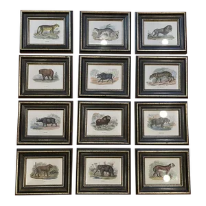 Antique Set of 12 Framed Prints "Lizars Large Animals"