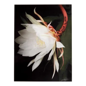 Queen of the Night, Jonathan Singer, Photography
