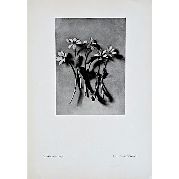 Set of 12 Antique Botanical Photogravure Plates From the First Edition of Nature's Aid to Design (1907) For Sale - Image 4 of 13