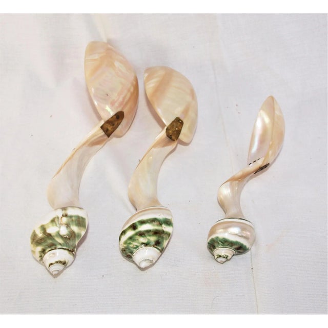 Set of 3 Large Turbo Marmoratus Shell Serving Spoons For Sale In San Francisco - Image 6 of 8