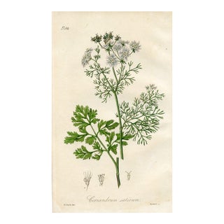1836, Coriander Botanical Print, Medical Botany, Original Antique Botanical Engraving, England For Sale