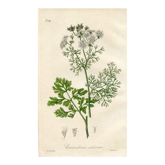1836, Coriander Botanical Print, Medical Botany, Original Antique Botanical Engraving, England For Sale