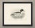 This antique bird print shows a goosander drake swimming, the dark head and shaggy nape set against the long white body,...