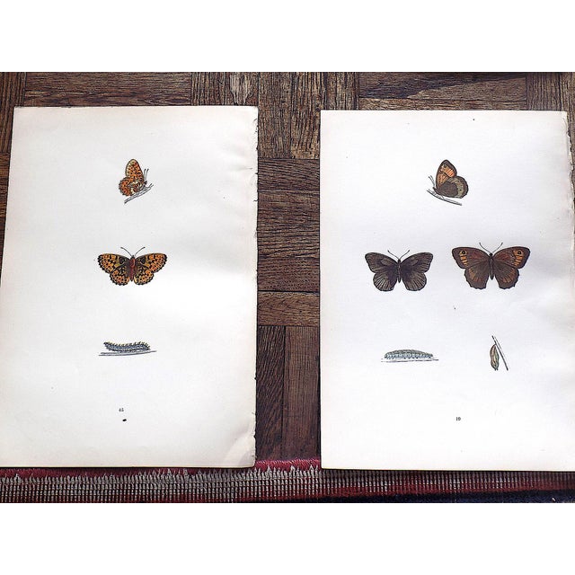 Antique 19th Century Hand Colored Butterfly Lithographs - Set of 12 For Sale In Cincinnati - Image 6 of 12