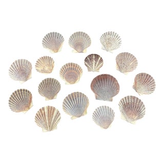Natural Scallop Sea Shells - Lot of 16 For Sale