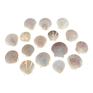 Natural Scallop Sea Shells - Lot of 16