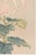 Not Yet Made - Made To Order Pink Spider Chrysanthemum by Hasegawa Japanese Botanical Art Print, 8" X 12" For Sale - Image 5 of 7