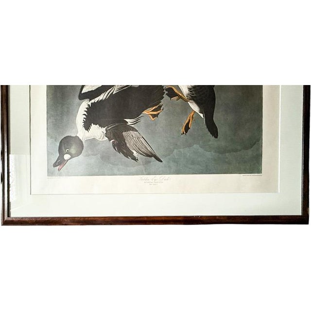 Gray Large Framed John James Audubon Golden-Eyed Duck Primordial Folio Print For Sale - Image 8 of 14