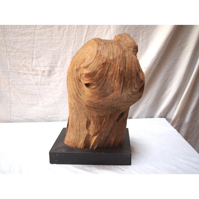 Mid-Century Wood Specimen For Sale In Raleigh - Image 6 of 6