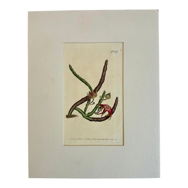 Starfish Flower Botanical Original Engraving by Curtis, 1807 For Sale