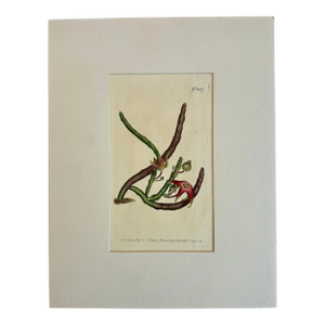 Starfish Flower Botanical Original Engraving by Curtis, 1807
