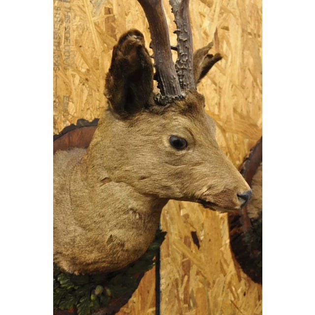 Vintage Taxidermy Deer Shoulder Mount Wall Decor With Metal Leaves (R&l) - a Pair For Sale In Philadelphia - Image 6 of 12
