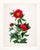 Victorian Reproduction Victorian Botanical Prints - Set of 6 Peonies For Sale - Image 3 of 9
