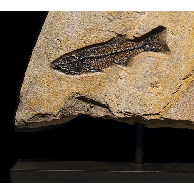 Fossil Sculpture 8367 For Sale - Image 4 of 4