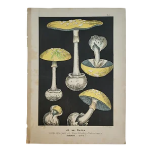 Circa 1885 Belgium Fine Color Lithograph of Mushroom Fungi, Agaricus Mappa