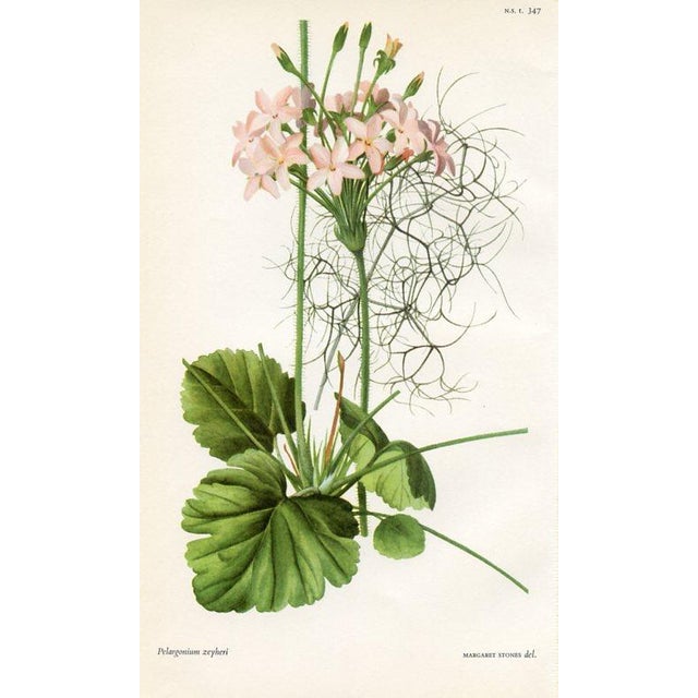 Set of 4 original vintage botanical prints published in England in the 1940s-1950s in "Curtis's Botanical Magazine"....