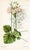 Set of 4 original vintage botanical prints published in England in the 1940s-1950s in "Curtis's Botanical Magazine"....