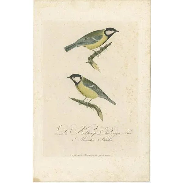 This illustration beautifully depicts two Great Tits (Parus major) in vivid detail, a common subject in ornithological...