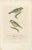 This illustration beautifully depicts two Great Tits (Parus major) in vivid detail, a common subject in ornithological...