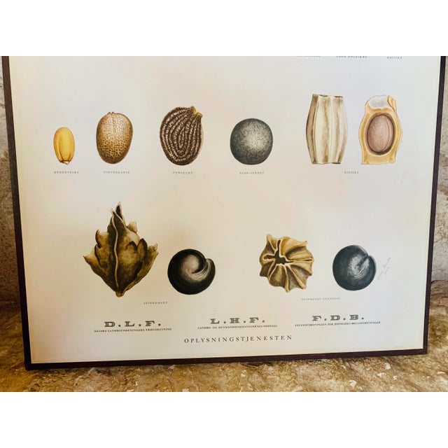 Paper Vintage Botanical Danish Seed Catalog Lithograph Poster No. 6, New Old Stock For Sale - Image 7 of 12