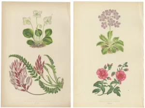 Wintergreen and Primrose, 1874, Paper, Set of 2