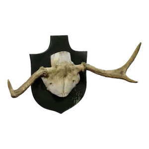 Particular Trophy of an Abnorme Moose From a Noble Estate Ca. 1930s