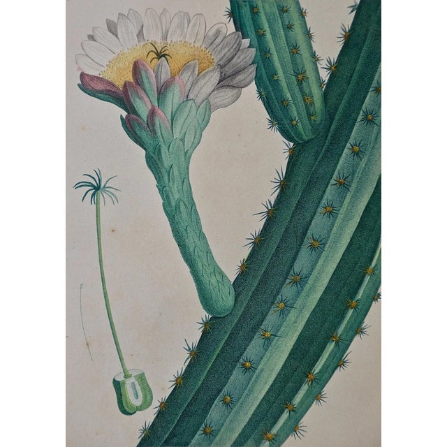 Realism Pierre-Joseph RedoutéRedoute Hand-colored Engraving of Cactus Flowers "Cactus Peruvianus Cierge", 1799 For Sale - Image 3 of 7
