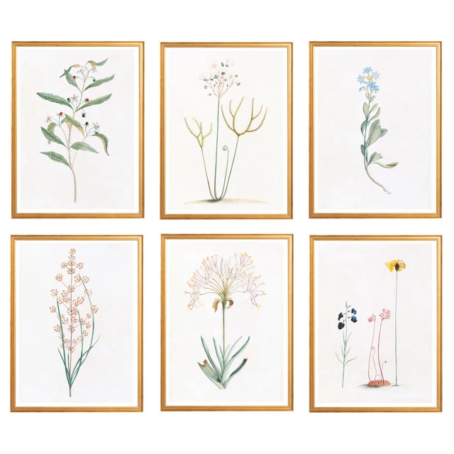 White Celerie Kemble Curated Australian Botanical Set of 6 (24X30) in Gold Frame For Sale - Image 8 of 8