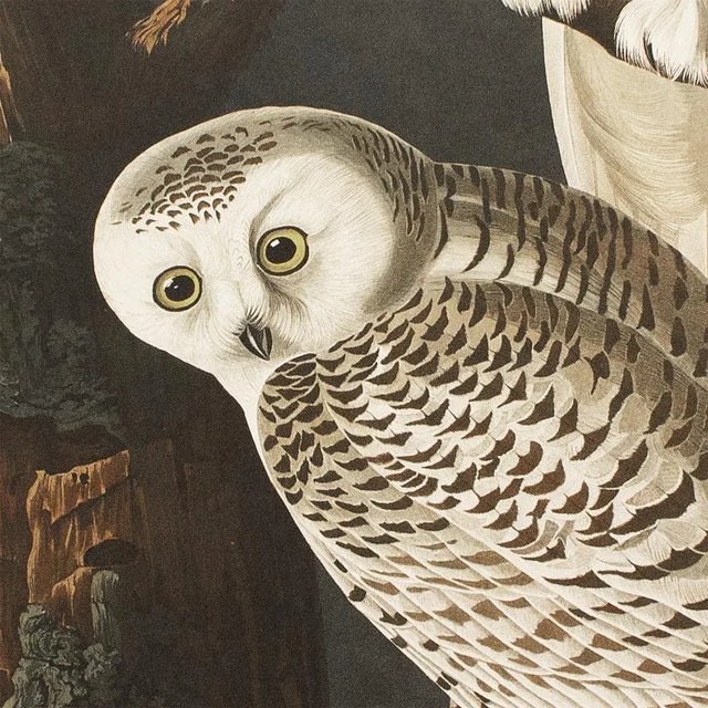 1990s 1990s Snowy Owls After Audubon, Large Cottage Style Print For Sale - Image 5 of 10