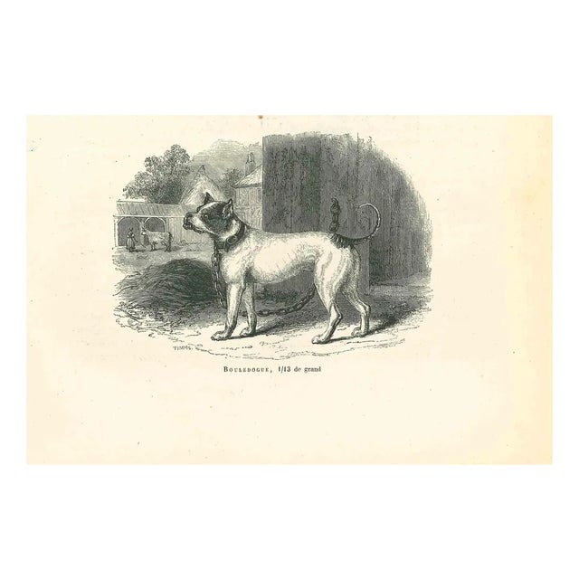 Paul Gervais, The Bulldog, 1854, Lithograph For Sale