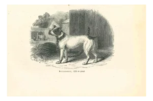 Paul Gervais, The Bulldog, 1854, Lithograph