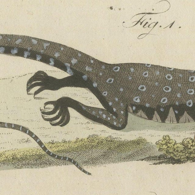 Bertuch, Monitor, Basilisk and Flying Dragon, 1805, Print For Sale - Image 6 of 12