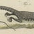 Bertuch, Monitor, Basilisk and Flying Dragon, 1805, Print For Sale - Image 6 of 12