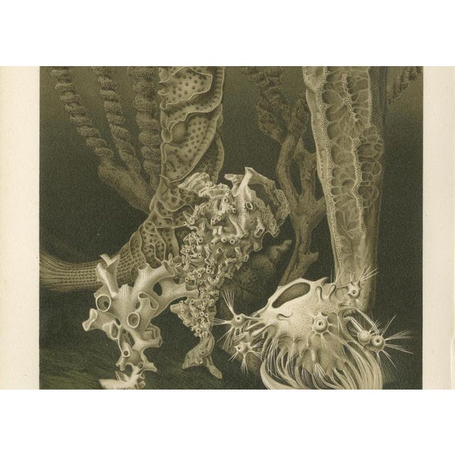 Richard Lydekker, Glass Sponges Deep-Sea Marine Life, 1896, Color Process Print For Sale - Image 6 of 9