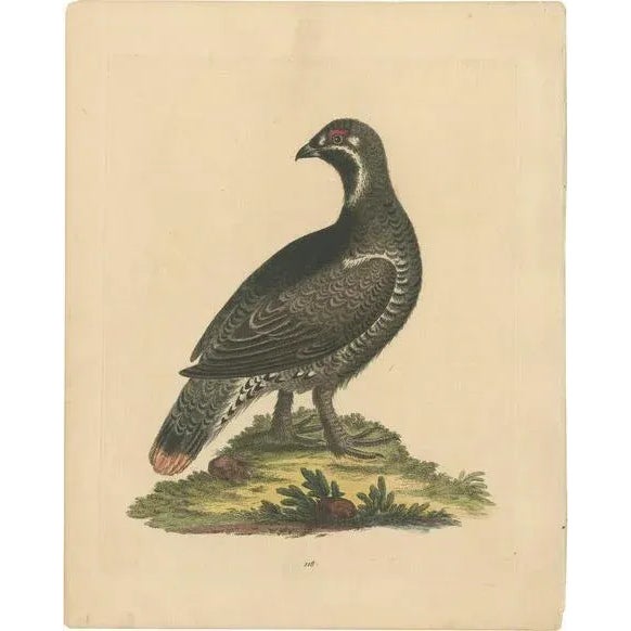 George Edwards, The Black and Spotted Heath Cock, 1746, Engraving on Paper For Sale - Image 10 of 10