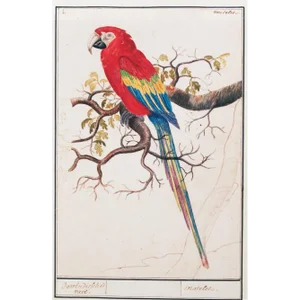 "Scarlet Macaw" Print, After 1590s Watercolor by Anselmus Boëtius De Boodt