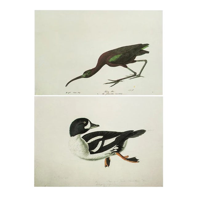 1966 Vintage Cottage Print "Glossy Ibis & Barrow's Goldeneye" After John James Audubon For Sale