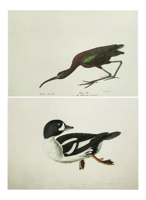 1966 Vintage Cottage Print "Glossy Ibis & Barrow's Goldeneye" After John James Audubon