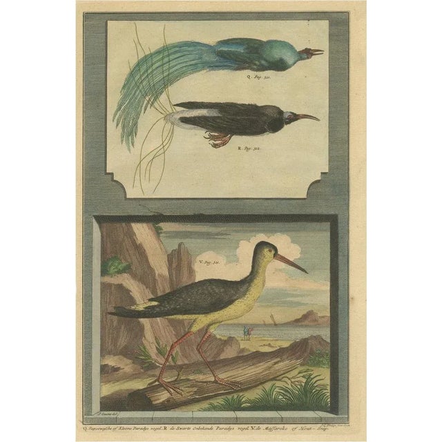 Colored Print of Birds of Paradise and the Eurasian Woodcock, 1726 For Sale - Image 6 of 6