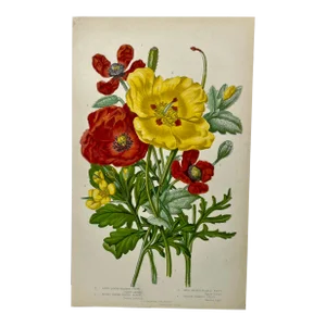 Antique Hand Colored Botanical Print/ Illustration of Various Red & Yellow Poppy Flower Varieties From England - Circa 1870