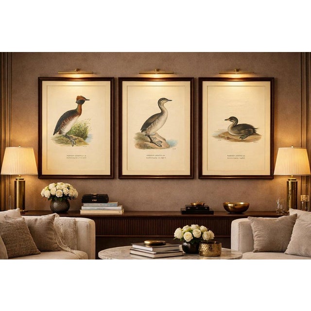 Title: Antique Horned Grebe Bird Lithographs Set of 3, Podiceps Auritus 1929 : This elegant set of three Scandinavian...