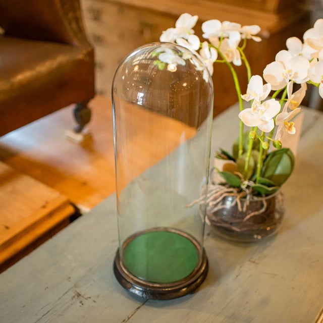 1880's Tall Antique Taxidermy Dome For Sale - Image 9 of 9